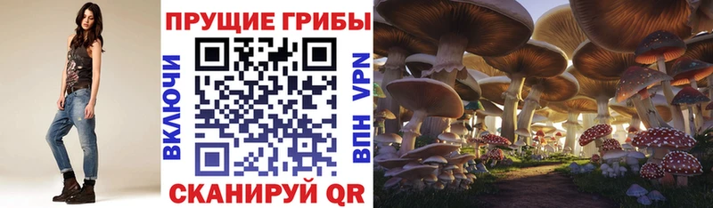 Купить  Лагань  Псилоцибиновые грибы GOLDEN TEACHER 